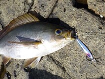 イサキ主体に魚種多彩久里浜沖で五目満喫