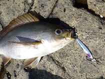 イサキ主体に魚種多彩久里浜沖で五目満喫