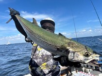 【釣果速報】千葉県Friend☆Shipでヒット連発＆ドデカい3.90kgサワラをゲット！豪快な引きをあなたも体感してみませんか？