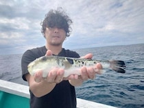 【釣果速報】千葉県利永丸でショウサイフグ・トラフグの調子上向き！ショウサイフグTOP71匹と良好！今後の釣行も期待大！