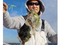 遅れ気味で本番はこれから！良型のカワハギを楽しもう