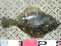 東北のカレイ好期へ 小づいて誘って連発