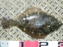 東北のカレイ好期へ 小づいて誘って連発