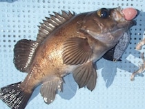 ソフトルアーで狙う東京湾木更津沖のメバル