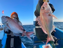 【釣果速報】マダイ・メバル・マハタなど人気魚種大集合！茨城県ことぶき丸で手に汗握るファイトを存分に楽しもう！