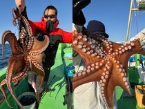 【釣果速報】茨城県仙昇丸でマダコGET！4.50kgの巨大タコも登場！みなさん、タコ釣行に挑戦しませんか？