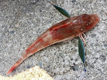 手軽に遊べる冬のお楽しみ　相模湾のホウボウジギング