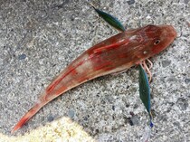 手軽に遊べる冬のお楽しみ　相模湾のホウボウジギング