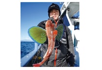 平塚のご当地ターゲット、ホウボウエサ、ルアーともに今期も順調