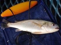 大型1尾で目指せ入賞　イシモチ大会に参戦