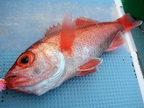 ゲスト多彩で食い活発　小名浜沖のアカムツ好調