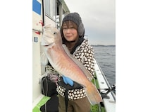 【釣果速報】神奈川県たいぞう丸でアマダイが順調に上がる！初挑戦のお客様が良型シロアマダイゲット！爆釣のビッグウェーブに乗ろう！