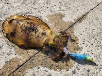 冬もアオリイカは釣れる！！冬エギングの攻略法をエギング大好きヤマシタスタッフ木原がご紹介！！