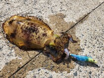 冬もアオリイカは釣れる！！冬エギングの攻略法をエギング大好きヤマシタスタッフ木原がご紹介！！