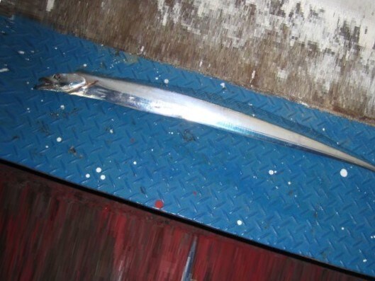 冬のおいしいお楽しみ　東京湾のタチウオジギング