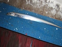 冬のおいしいお楽しみ　東京湾のタチウオジギング