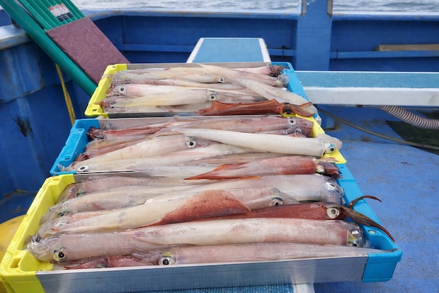 2026年シーズン【茨城・鹿嶋】ヤリイカが絶好調!宗和丸で釣りを楽しむ5つの理由