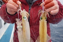 2026年シーズン【茨城・鹿嶋】ヤリイカが絶好調！宗和丸で釣りを楽しむ5つの理由