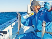 大型増で脂乗り最高！勝浦沖の寒サバ好期突入