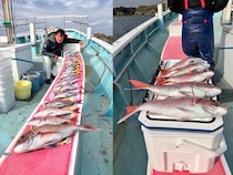 【釣果速報】神奈川県正海丸でマダイ最大2.70kgヒット！イナダも良型を続々キャッチ！今すぐ乗船してこの波に乗ろう！