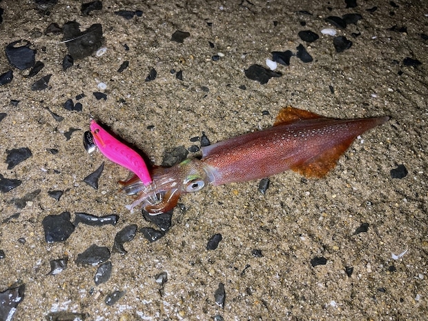 NAORYレンジ2.3で釣ったヤリイカ