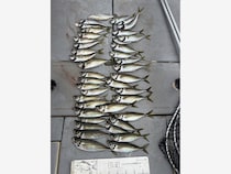 【釣果速報】ポツポツ、バダバタ永遠に釣れる！！アジが大漁！和歌山県美友丸の釣行はお土産確保間違いなし！