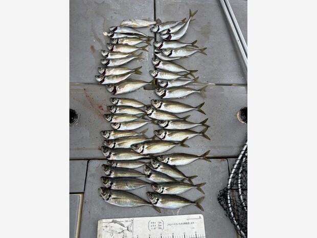 【釣果速報】ポツポツ、バダバタ永遠に釣れる！！アジが大漁！和歌山県美友丸の釣行はお土産確保間違いなし！