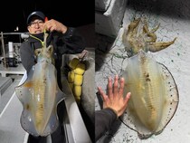 【釣果速報】千葉県赤沼丸でアオリイカをキャッチ！最大2.50kg！あなたも千葉県赤沼丸でアオリイカを狙おう！