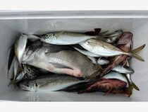 【釣果速報】アジ・イシモチ・カサゴ・クロダイGET！！東京都かめだやで豪華なお土産をゲットしよう！！