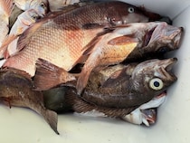 【釣果速報】千葉県第二新亀丸でハナダイ&クロメバルがGET！36cmの大型ハナダイもキャッチし船上は大盛り上がり！