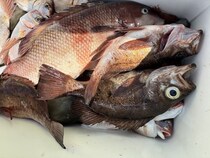 【釣果速報】千葉県第二新亀丸でハナダイ&クロメバルがGET！36cmの大型ハナダイもキャッチし船上は大盛り上がり！