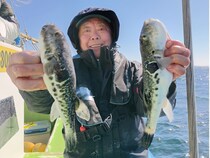 【釣果速報】千葉県利八丸でトラフグが快釣！サイズも最大2.30kgと釣りごたえバッチリ！週末はデカフグを狙いに行きませんか？