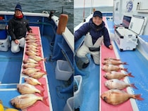 【釣果速報】神奈川県成銀丸でマダイ好調！トップ16匹！今後の釣行も期待大！