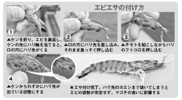 エビエサの付け方