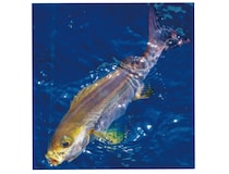 南房洲ノ崎に春の便り良型主体にイサキ開幕！