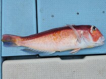 鹿島沖のアマダイ順調　良型交じりで上昇気配