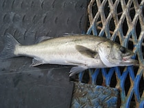 誘いは落として巻くだけシーバスジギング好況