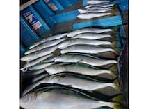 【釣果速報】和歌山県heyheyshipで83cmの巨大ブリ釣れる！まるまる太ったメジロもキャッチ！順調にサイズアップしている青物をキャッチしに行こう！