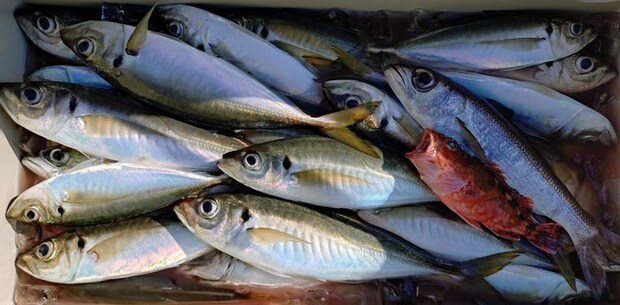 釣果