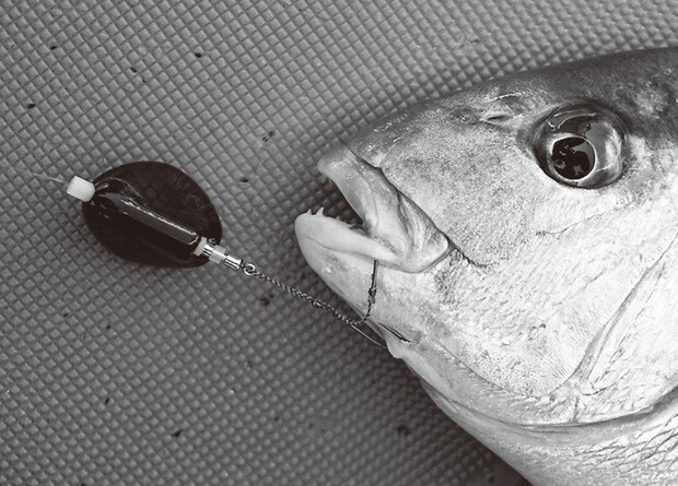 魚の写真