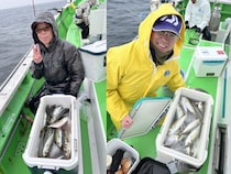 【釣果速報】神奈川県ちがさき丸でアジ連続ヒット！30cm超えの大型も！？好調な今が釣行の狙い目！
