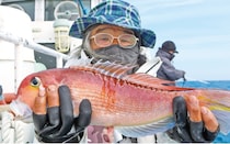 良型主体で食い活発！日立沖のアマダイ好調