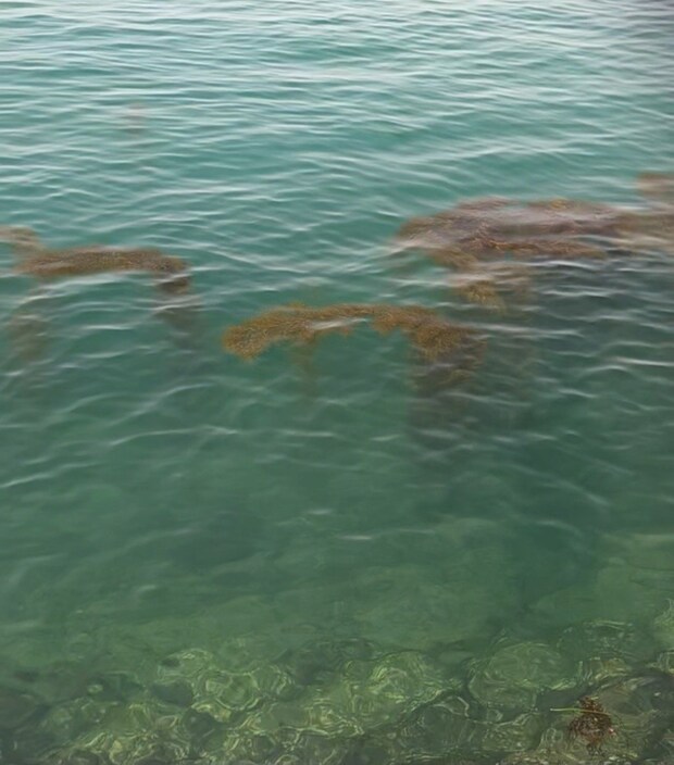 天草エリアの藻場