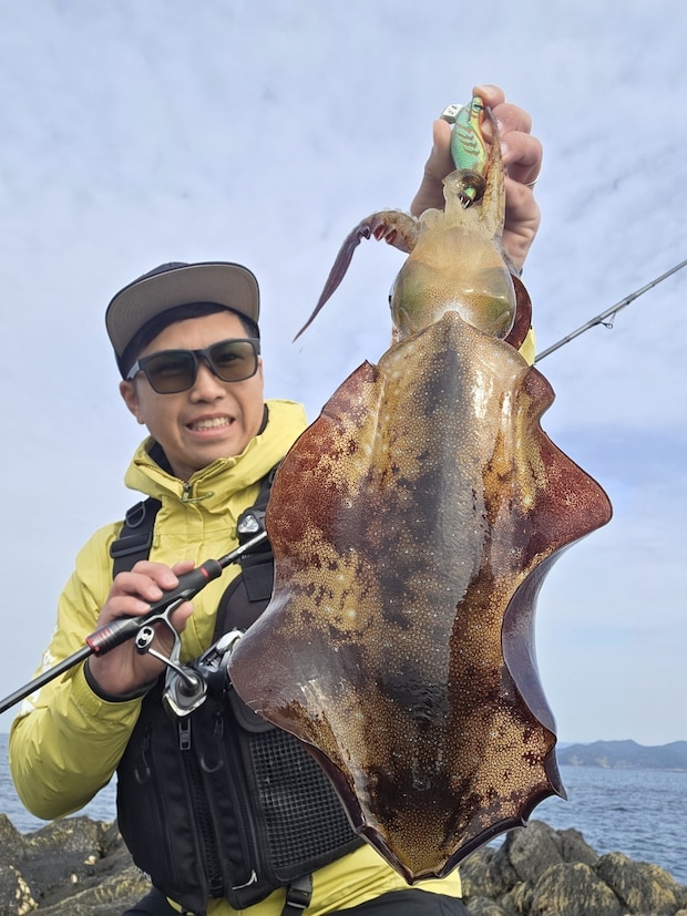 エギ王Kシャローグリーンエナジーでキャッチした良型のアオリイカ