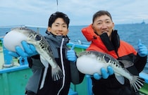 Ｘデーへのカウントダウン　東京湾のトラフグ拡大中！