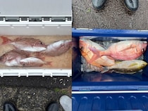 【釣果速報】静岡県安菜丸でマダイ順調！家族や友達との釣りにもおすすめのターゲットです！