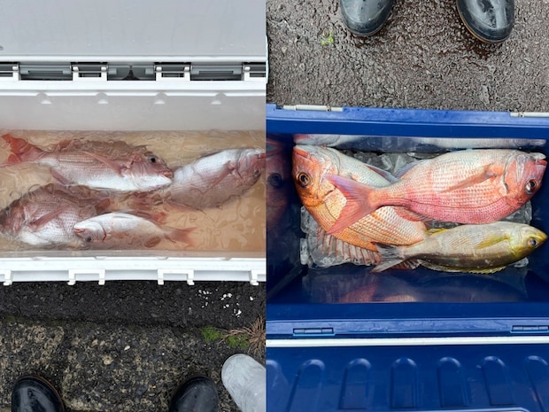 【釣果速報】静岡県安菜丸でマダイ順調！家族や友達との釣りにもおすすめのターゲットです！