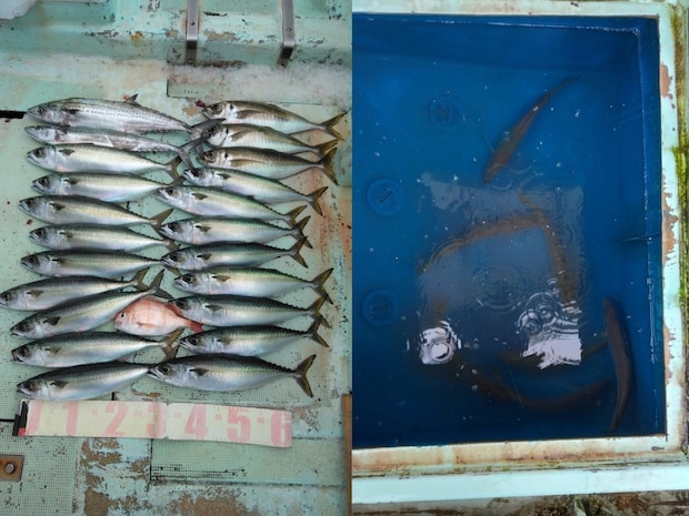 【釣果速報】和歌山県一栄丸で良型アジ絶好調!47cmのメガアジも!初心者アングラーもお土産どっさりの釣行になりますよ!