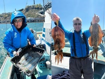 【釣果速報】神奈川県藤八丸でMAX1.20kgの良型アオリイカ確保！ビッグサイズの高級イカを今こそ狙いに行こう！