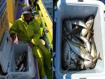 【釣果速報】東京都船宿豆やでアジが絶好調！ほとんどの方が20匹以上確保！今後の釣行も期待大！